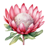 Protea, Tropical Flower Illustration. Watercolor Style png