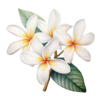 Plumeria, Tropical Flower Illustration. Watercolor Style png