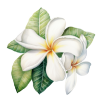 Plumeria, Tropical Flower Illustration. Watercolor Style png