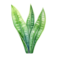 Snake Plant, Tropical Leaf Illustration. Watercolor Style png