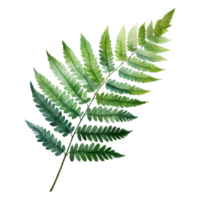 Royal Fern, Tropical Leaf Illustration. Watercolor Style png