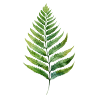 Royal Fern, Tropical Leaf Illustration. Watercolor Style png