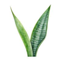 Snake Plant, Tropical Leaf Illustration. Watercolor Style png