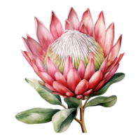 Protea, Tropical Flower Illustration. Watercolor Style png