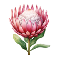 Protea, Tropical Flower Illustration. Watercolor Style png