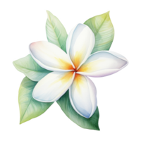 Plumeria, Tropical Flower Illustration. Watercolor Style png