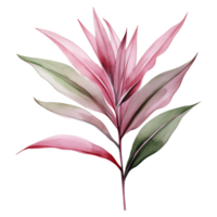 Ti Plant, Tropical Leaf Illustration. Watercolor Style png