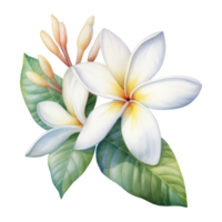 Plumeria, Tropical Flower Illustration. Watercolor Style png