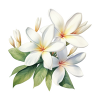 Plumeria, Tropical Flower Illustration. Watercolor Style png