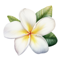 plumería, tropical flor ilustración. acuarela estilo png