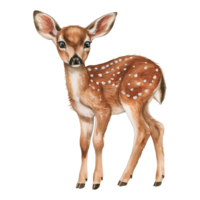 Baby Deer watercolor illustration woodland fawn isolated on transparent background png