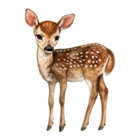 Baby Deer watercolor illustration woodland fawn isolated on transparent background png