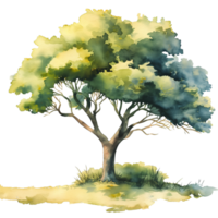 Green tree in watercolor style isolated on transparent background. png