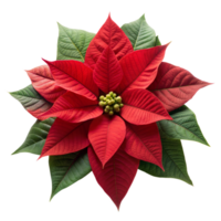 proche en haut de une rouge poinsettia avec vert feuilles png