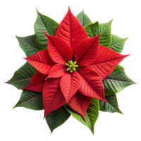 Red Poinsettia Flower With Green Leaves on a Transparent Background png