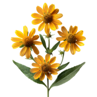 Helenium autumnale fiore. giallo fiore Helenium autumnale superiore Visualizza isolato. Helenium autumnale piatto posizione. estate fiore isolato png