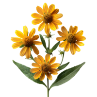 Sneezeweed flower. Yellow flower sneezeweed top view isolated. Sneezeweed flat lay. Summertime flower isolated png