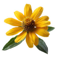 Sneezeweed flower. Yellow flower sneezeweed top view isolated. Sneezeweed flat lay. Summertime flower isolated png