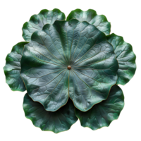 Lotus leaf. Green swamp water lotus leaf isolated. Green lotus leaf top view. Lotus leaf flat lay png