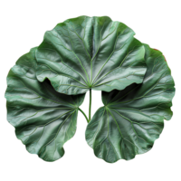 Lotus leaf. Green swamp water lotus leaf isolated. Green lotus leaf top view. Lotus leaf flat lay png