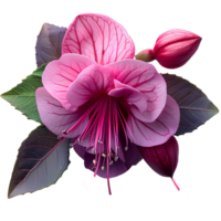 Fuchsia flower. Luscious purple fuchsia flower top view. Summertime plant fuchsia flat lay. Purple flower isolated png