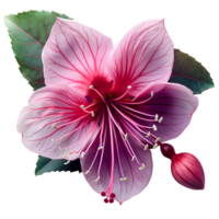 Fuchsia flower. Luscious purple fuchsia flower top view. Summertime plant fuchsia flat lay. Purple flower isolated png