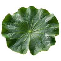 Lotus leaf. Green swamp water lotus leaf isolated. Green lotus leaf top view. Lotus leaf flat lay png