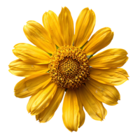 Sneezeweed flower. Yellow flower sneezeweed top view isolated. Sneezeweed flat lay. Summertime flower isolated png