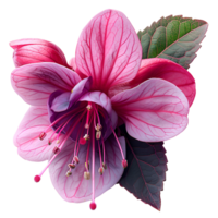 Fuchsia flower. Luscious purple fuchsia flower top view. Summertime plant fuchsia flat lay. Purple flower isolated png