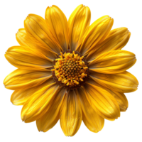 Sneezeweed flower. Yellow flower sneezeweed top view isolated. Sneezeweed flat lay. Summertime flower isolated png