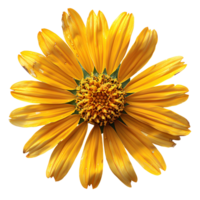 Sneezeweed flower. Yellow flower sneezeweed top view isolated. Sneezeweed flat lay. Summertime flower isolated png