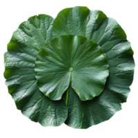 Lotus leaf. Green swamp water lotus leaf isolated. Green lotus leaf top view. Lotus leaf flat lay png