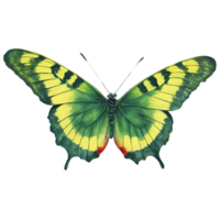 Beautiful Color Butterfly Isolated on a Transparent Background png