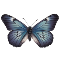 Beautiful Color Butterfly Isolated on a Transparent Background png