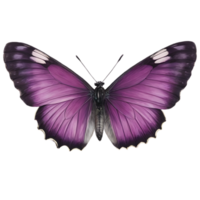 hermosa color mariposa aislado en un transparente antecedentes png