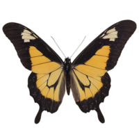 magnifique Couleur papillon isolé sur une transparent Contexte png