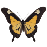 magnifique Couleur papillon isolé sur une transparent Contexte png