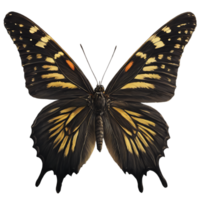 Beautiful Color Butterfly Isolated on a Transparent Background png