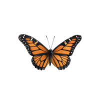 Beautiful Color Butterfly Isolated on a Transparent Background png