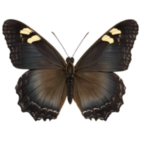 magnifique Couleur papillon isolé sur une transparent Contexte png