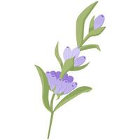 Delicate lavender flower in flat style. illustration isolated on white background. vector