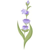 Delicate lavender flower in flat style. illustration isolated on white background. vector