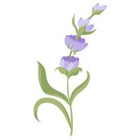 Delicate lavender flower in flat style. illustration isolated on white background. vector