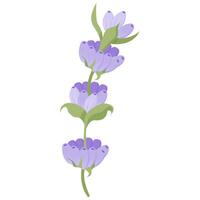 Delicate lavender flower in flat style. illustration isolated on white background. vector