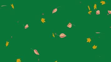 Animated 3D falling leaf with a green screen background video