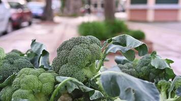 Green broccoli cabbage with leaves. Close-up view. Selective focus. Organic vegetables. Trading on the street from a tray. Healthy eating concept. Small farm business support. Slow motion video