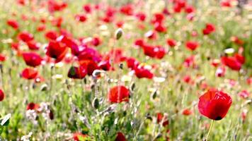 Blurred close-up group of red poppies selective focused in bright daylight and blur background of red color. Nature concept, summer, spring, biology, fauna, environment, ecosystem video