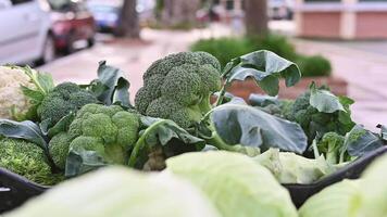 verde broccoli cavolo con le foglie. selettivo messa a fuoco. biologico verdure. commercio su il strada a partire dal un' vassoio. salutare mangiare concetto. piccolo azienda agricola attività commerciale sostegno. lento movimento video