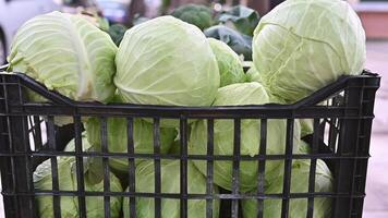 Crate of fresh whit cabbage. Organic vegetables. Trading on the street from a tray. Healthy eating concept. Small farm business support. Close up. Selective focus, slow motion video