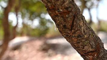 Selective focus on the mastic oozes in tears out of the branch of a mastic tree. Mastic drops brighten and twinkle in the sunlight. Beautiful bokeh background. Chios island, Greece. video